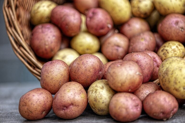 Grossiste fournisseur en fruits et légumes de saison